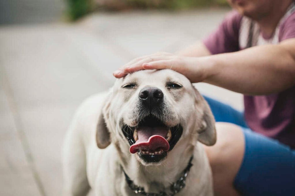 All-in-One Dog Supplement for Advanced Wellness & Longevity